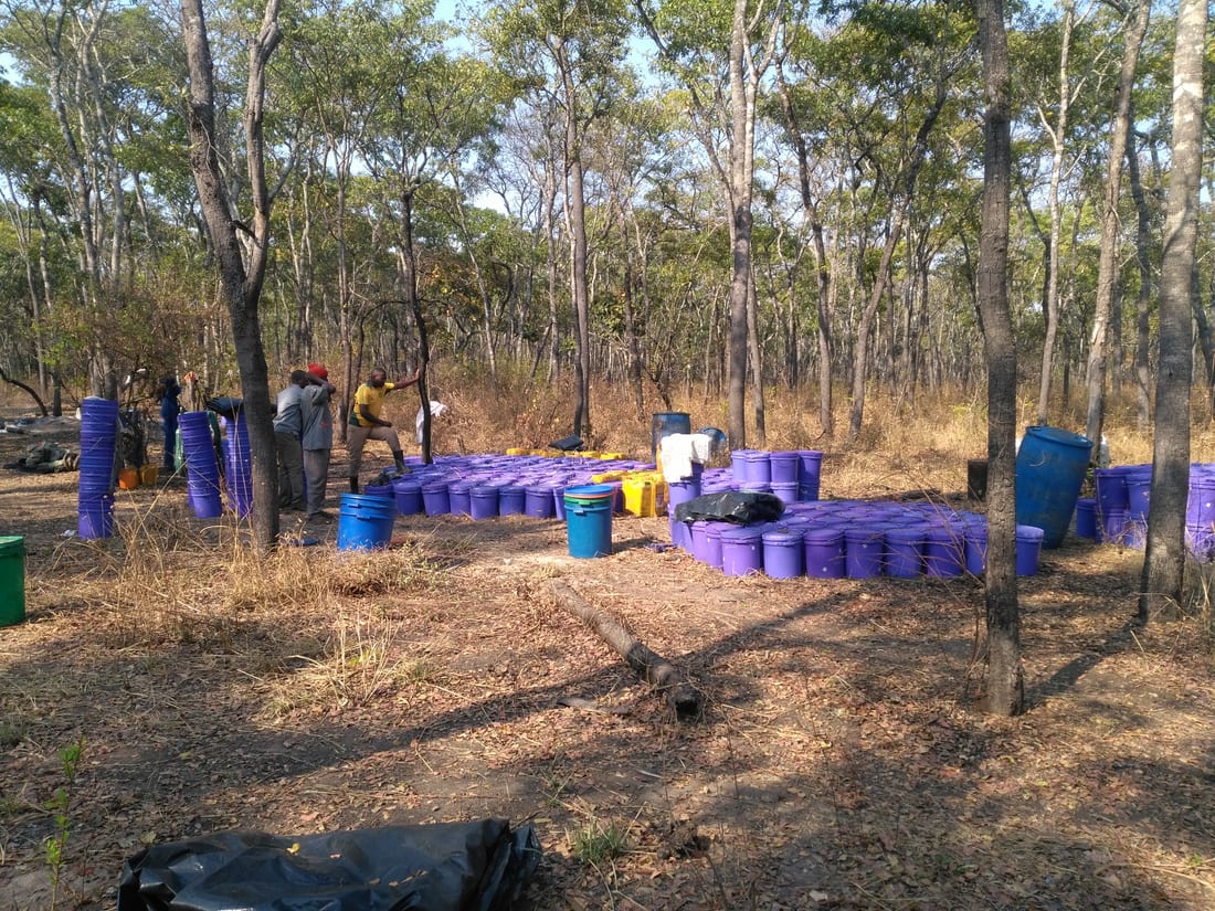 Numbered honey buckets being collected in the forest